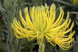 leucospermum reflexum thumbnail graphic